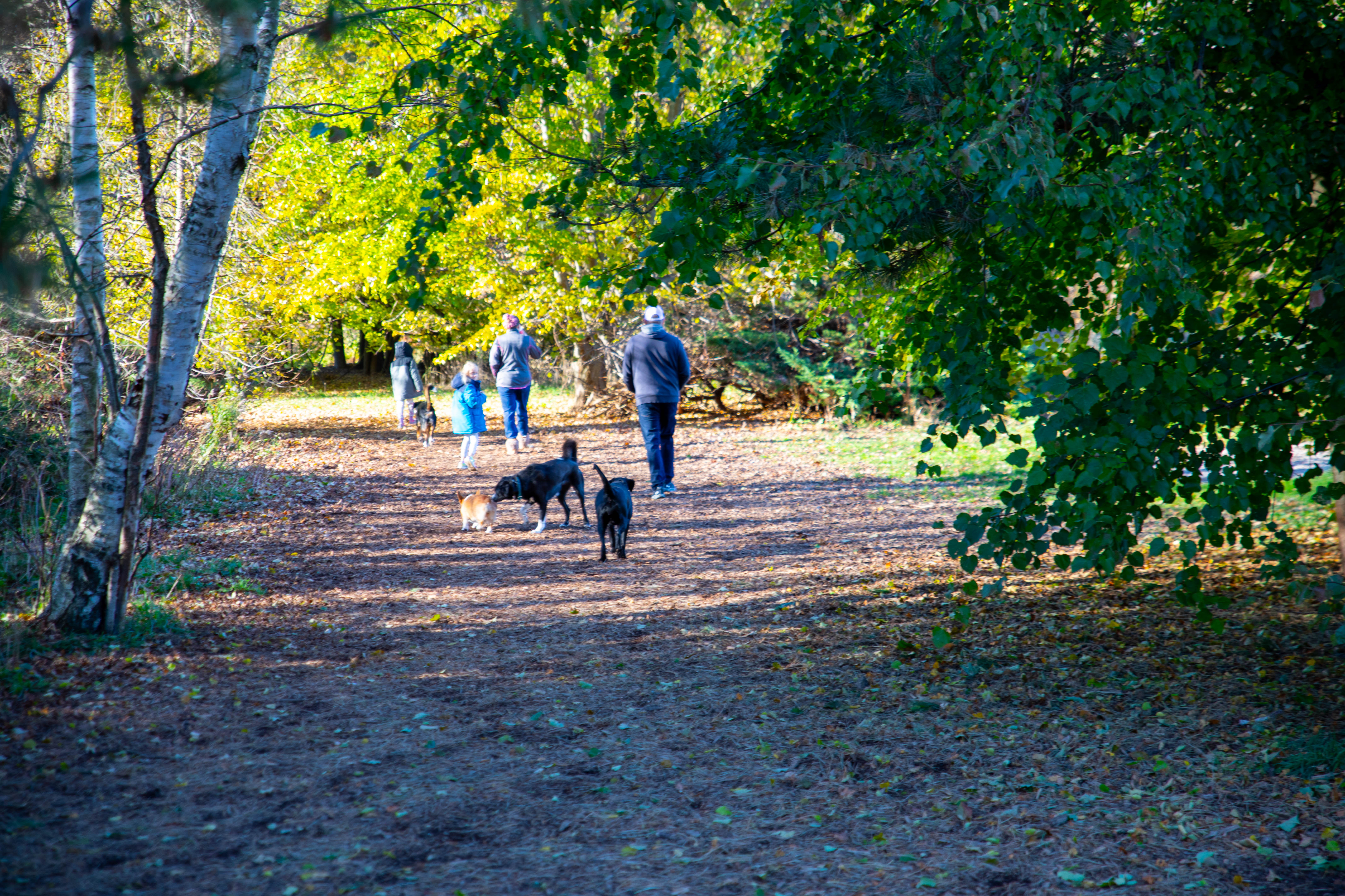 A group of people and their dogs in Kindog Park, Kincardine.