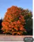 Sugar Maple