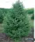 White Spruce
